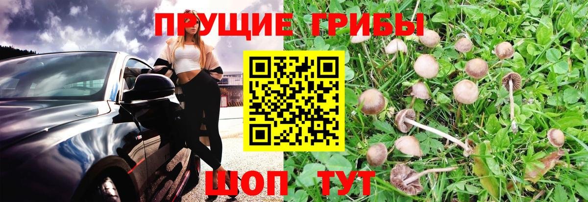 что такое   Псилоцибиновые грибы ЛСД  Вход с VPN  Баксан  Галлюциногенные грибы мицелий 